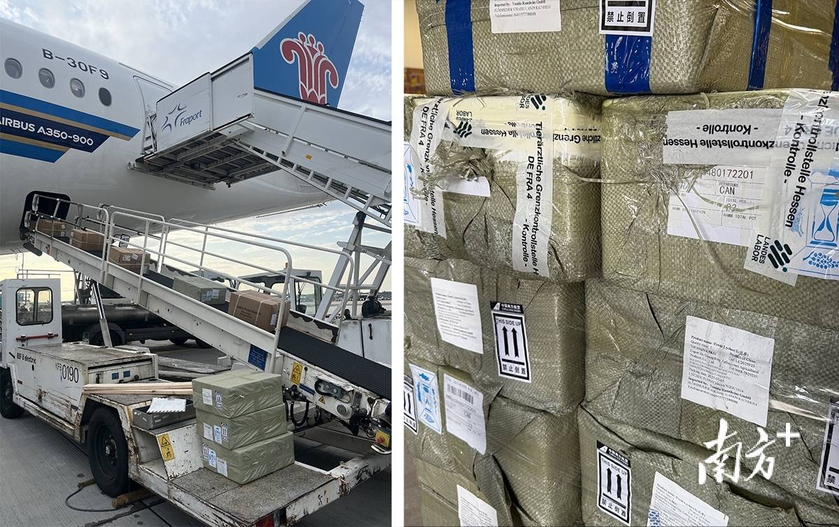 开云体育在德国法兰克福,茂名荔枝“甜蜜邂逅”文成杨梅