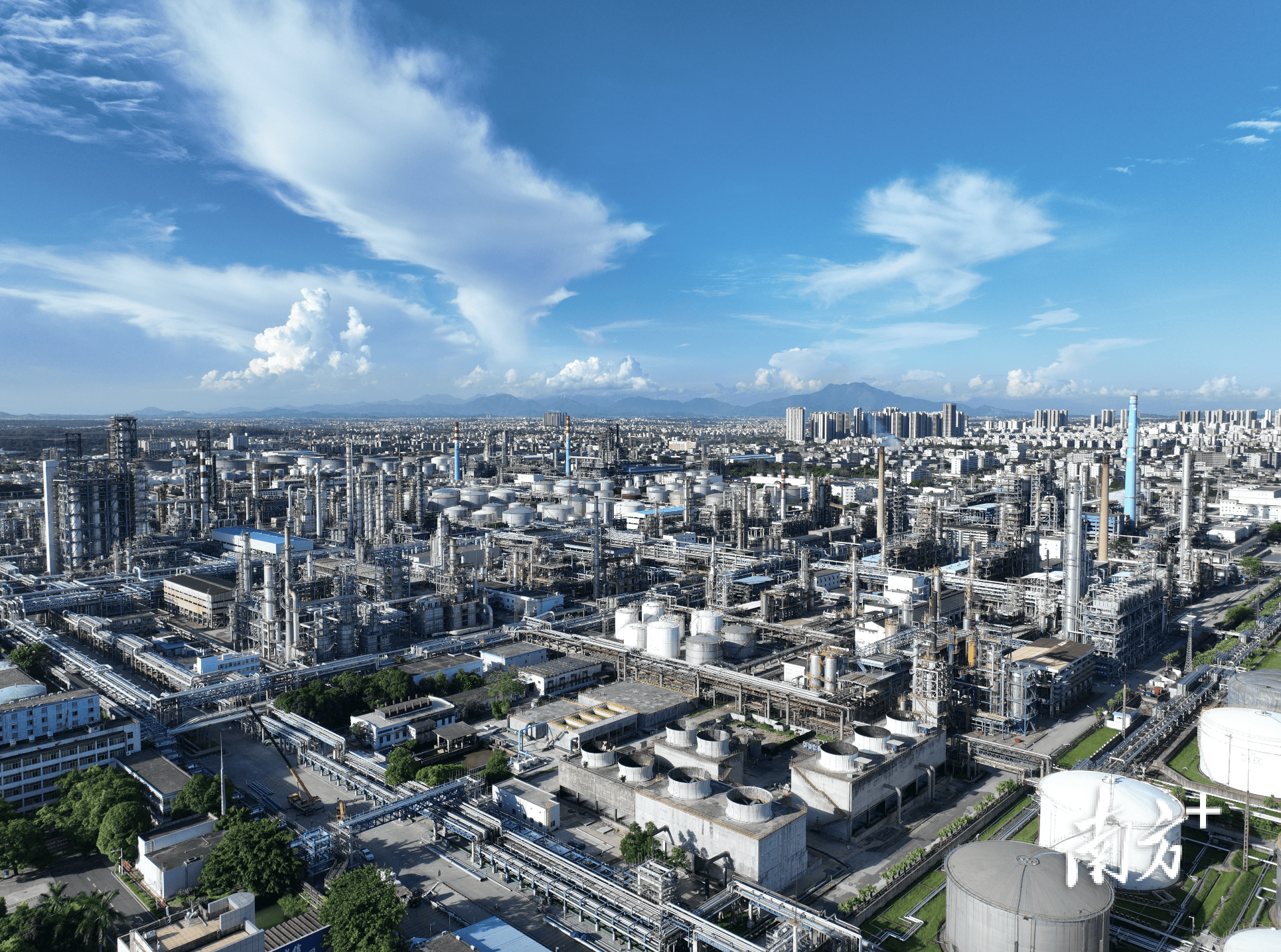 在德国法兰克福，茂名荔枝“甜蜜邂逅”文成杨梅